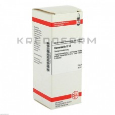 Хамамеліс ● Hamamelis