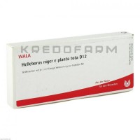 Геллеборус Нігер ● Helleborus Niger