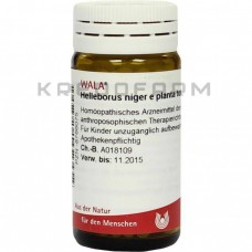 Геллеборус Нігер ● Helleborus Niger