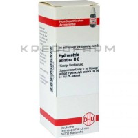 Гидрокотил ● Hydrocotyle