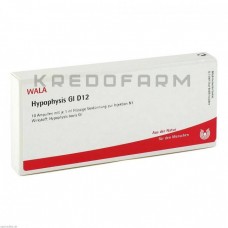 Гіпофіз ● Hypophysis