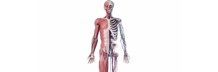 Кости и мышцы