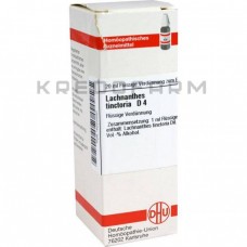 Лахнантес ● Lachnanthes