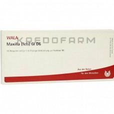 Максилла ● Maxilla