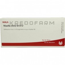 Максилла ● Maxilla