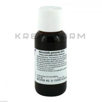 Меркуриалис Переннис ● Mercurialis Perennis