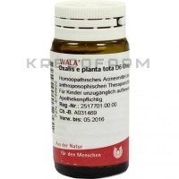 Оксалис ● Oxalis