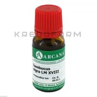 Самбукус Нігра ● Sambucus Nigra