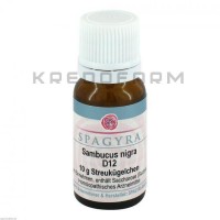 Самбукус Нігра ● Sambucus Nigra