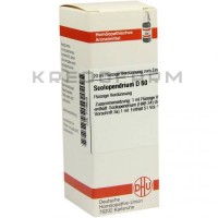 Сколопендриум ● Scolopendrium