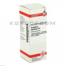 Скутелярія Латерифлора ● Scutellaria Lateriflora