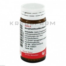 Строфантус Нікотіана ● Strophanthus Nicotiana