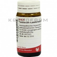 Тараксакум ● Taraxacum