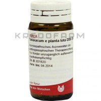 Тараксакум ● Taraxacum