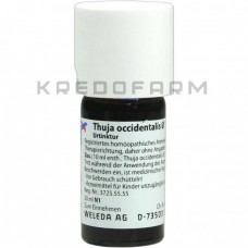 Туя Окциденталіс ● Thuja Occidentalis