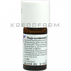 Туя Окциденталіс ● Thuja Occidentalis