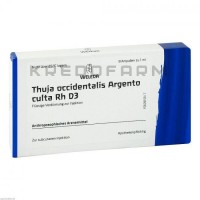 Туя Окциденталіс ● Thuja Occidentalis