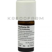 Вошерія ● Vaucheria