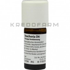 Вошерія ● Vaucheria