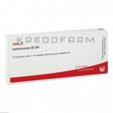 Вентрикулюс ● Ventriculus