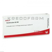 Вентрикулюс ● Ventriculus