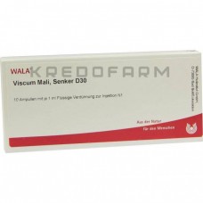 Віскум Малі ● Viscum Mali